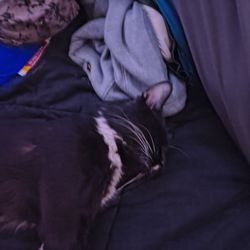 Sunrise Veterinary Clinic - Oreo my cat who's now neutered and can live life to the fullest.