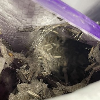 Tractor Supply - So many bugs I don't even see the food. - Nurseries & Gardening Near Me - Wylie, Texas Tractor Supply - So many bugs I don't even see the food. - Nurseries & Gardening Near Me - Wylie, Texas