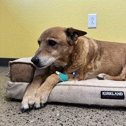 Mission Veterinary Clinic