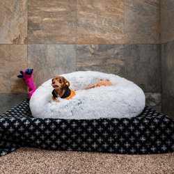 D Pet Hotels Hollywood - Dog Boarding - Standard Suite