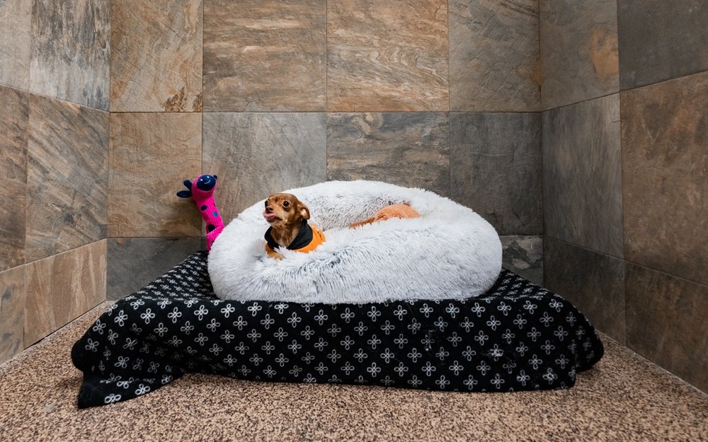 D Pet Hotels Hollywood - pet boarding facility in Los Angeles, CA