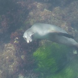 Lake Mead Scuba - DIve in La Jolla with an open water class and we had some visitors