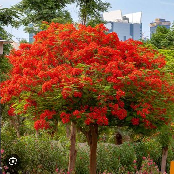 Outdoor Greatest Solutions - Tree Services Near Me - Palmetto, Florida Outdoor Greatest Solutions - Tree Services Near Me - Palmetto, Florida
