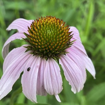 Watershed Nature Center - Wildflower - Parks Near Me - Edwardsville, Illinois