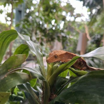 Petco - This is how crested geckos SHOULD be living. NOT in a tiny tank for "50% off" - Pet Stores Near Me - San Francisco, California Petco - This is how crested geckos SHOULD be living. NOT in a tiny tank for "50% off" - Pet Stores Near Me - San Francisco, California