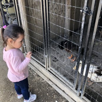 Barnyard Buddies - Petting farm - Petting Zoos Near Me - Lakewood, California