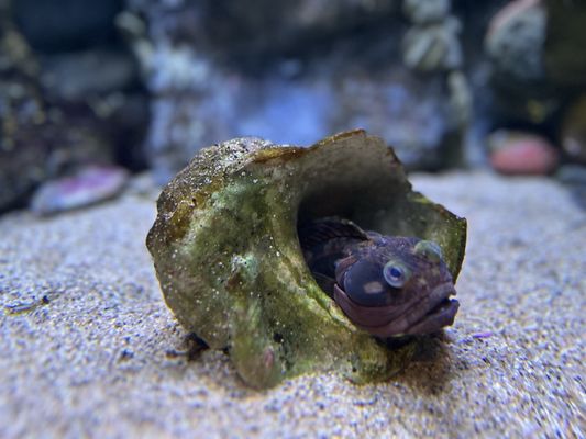 Aquarium of the Pacific by null Aquarium of the Pacific by null