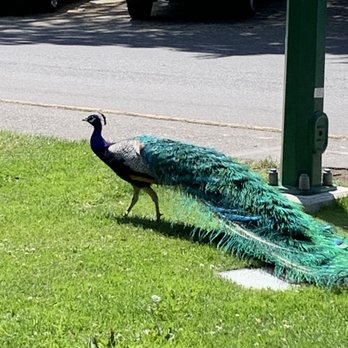 Beacon Hill Park - Parks Near Me - Victoria, British Columbia