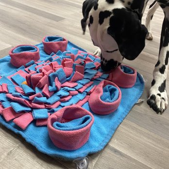 Furst Steps - Pet Training Near Me - Hatboro, Pennsylvania Furst Steps - Pet Training Near Me - Hatboro, Pennsylvania