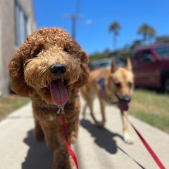 Yo Dog Walker - Dog Walkers Near Me Yo Dog Walker - Dog Walkers Near Me