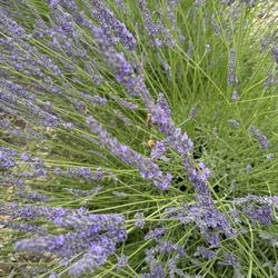 Musée de la Lavande - Hybrid lavender