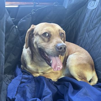 Animal Foundation - Mr Man - Animal Shelters Near Me - Las Vegas, Nevada