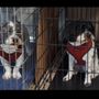 Photo of Pretty Little Pooch Boutique