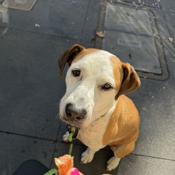 Valencia Table - My dog and I were super happy! - Breakfast & Brunch Near Me - San Francisco, California
