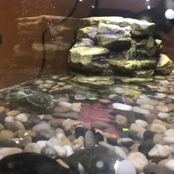 PetSmart - Pet Training Near Me - San Bernardino, California