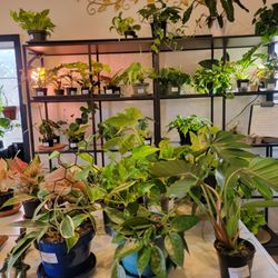 Terra Nova Nursery & Gardens