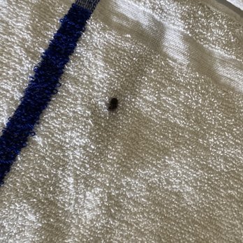 Comfort Inn & Suites - The towel with the hair ball - Hotels Near Me - Colton, California Comfort Inn & Suites - The towel with the hair ball - Hotels Near Me - Colton, California