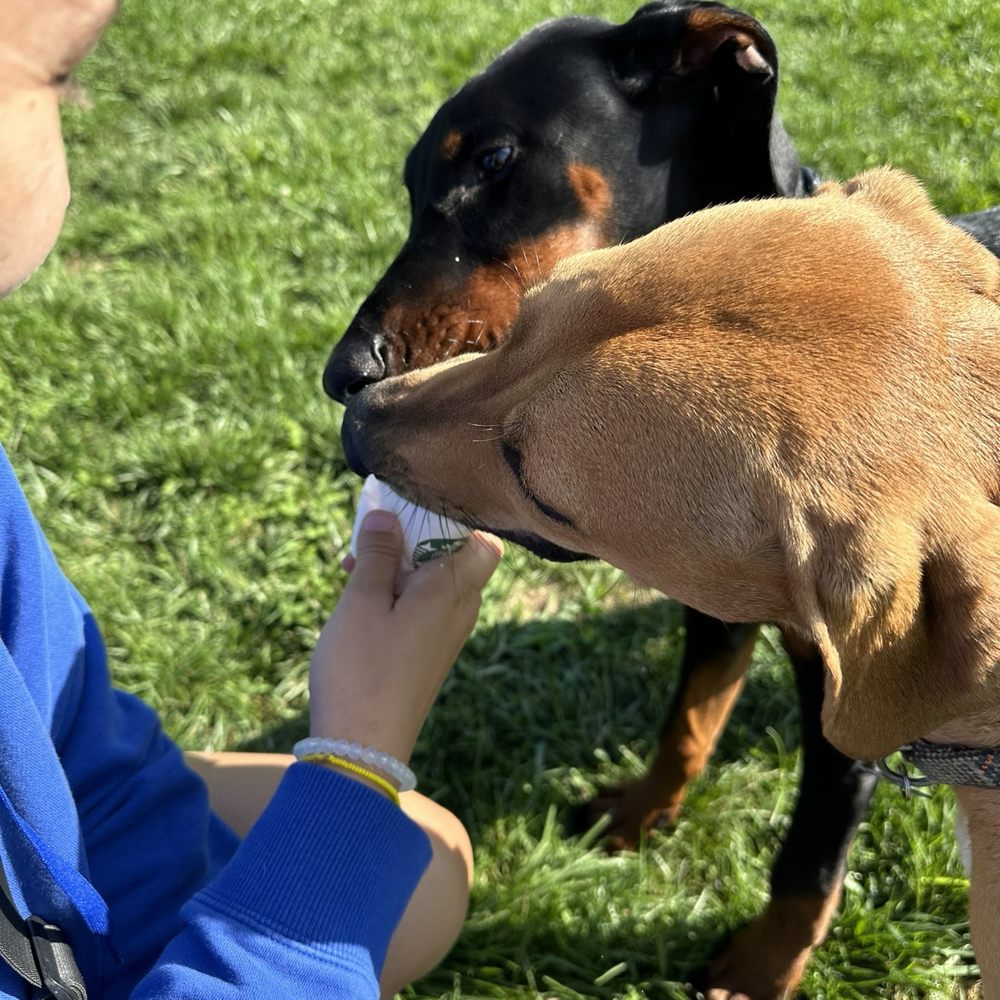 Canine Meadows - My boy dozer(Doberman) and his friend Daryl sharing a pup cup. - Dog Parks Near Me - Mount Wolf, Pennsylvania Canine Meadows - My boy dozer(Doberman) and his friend Daryl sharing a pup cup. - Dog Parks Near Me - Mount Wolf, Pennsylvania