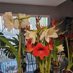 Rutherford Florist