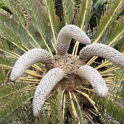UCLA Mathias Botanical Garden
