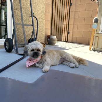 Well Groomed Pets - Pet Groomers Near Me - Las Vegas, Nevada Well Groomed Pets - Pet Groomers Near Me - Las Vegas, Nevada