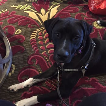 Kimpton Hotel Monaco Baltimore Inner Harbor - Happy Pup enjoying complementary wine hour! - Hotels Near Me - Baltimore, Maryland