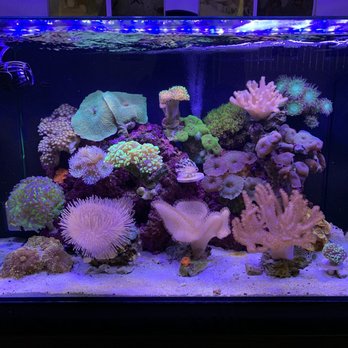 Happy Fish Pets - Aquarium Services Near Me - Brea, California Happy Fish Pets - Aquarium Services Near Me - Brea, California