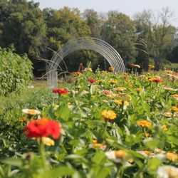 Twilight Acres' Homegrown