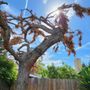 Venable's Tree Service