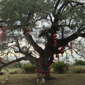 The Laurel Tree - A heritage oak tree decorated with appropriately sized ornaments - Salad Near Me - Utopia, Texas