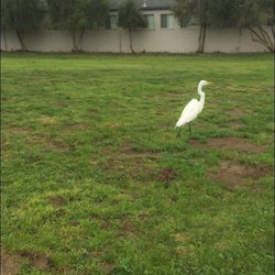 Monterey Bay Academy - Birds of MBA