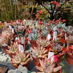 Clement Nursery