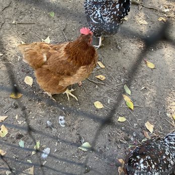 The Old Field - a group of chickens in a fenced in area - Venues & Event Spaces Near Me - Southold, New York