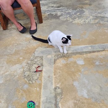 The Cat's Meow Cafe - Pet Stores Near Me - Bloomington, Illinois