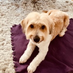 Hundesalon und Mode