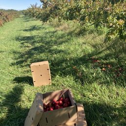 Nectarines I'm picking from the trees today