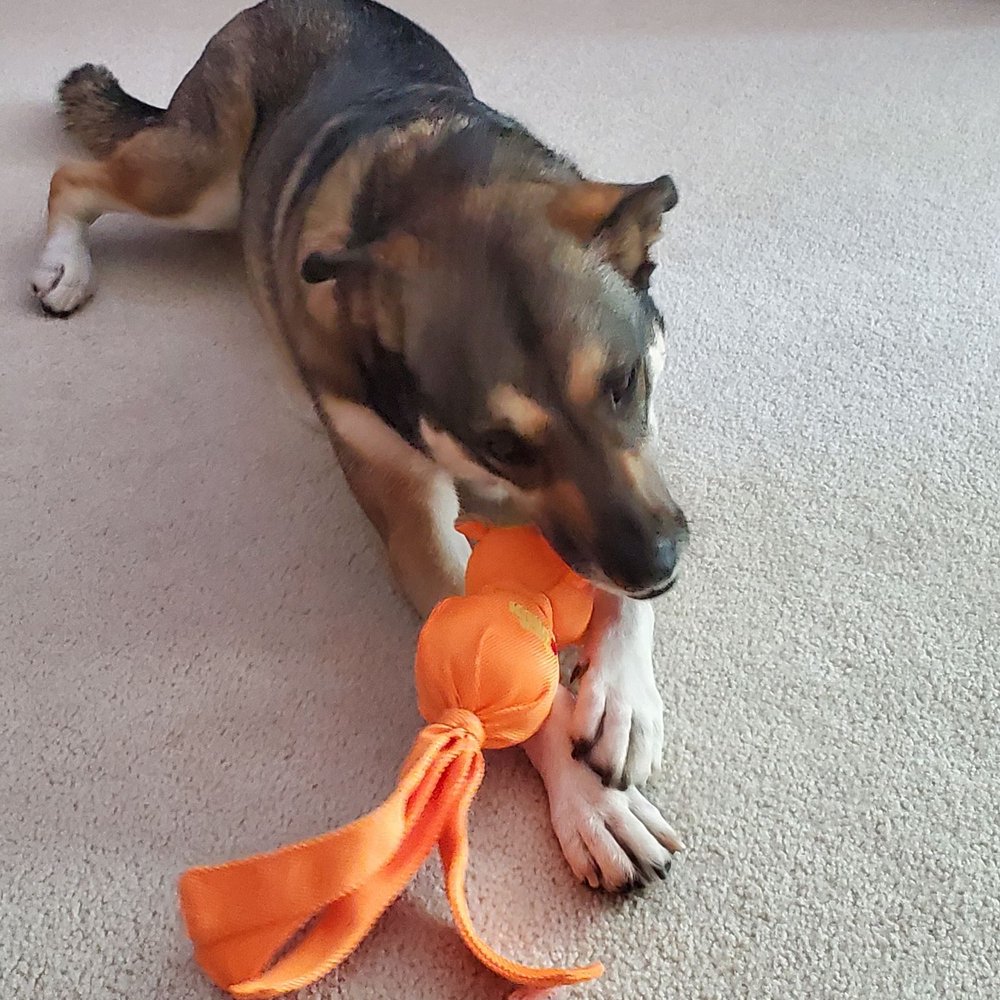 Pets To Go - And say hello to her new little friend! - Pet Stores Near Me - Elk Grove, California Pets To Go - And say hello to her new little friend! - Pet Stores Near Me - Elk Grove, California