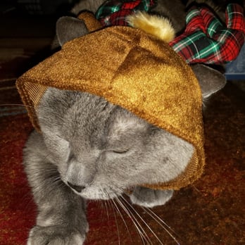 Petco - Missy is not happy about her reindeer hat either, but her ears come out! Only $1.18! :) - Pet Stores Near Me - San Diego, California Petco - Missy is not happy about her reindeer hat either, but her ears come out! Only $1.18! :) - Pet Stores Near Me - San Diego, California