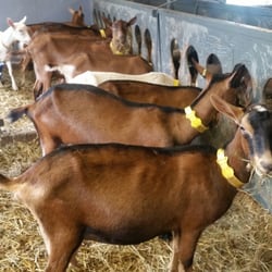 Fromagerie Ruban Bleu - These goats produce great cheese!