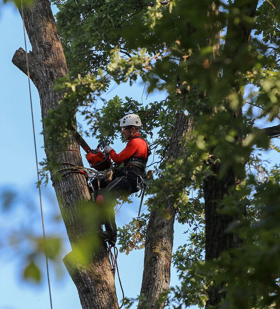TOPLINE TREE SERVICE Updated September 2024 19 Photos Portland