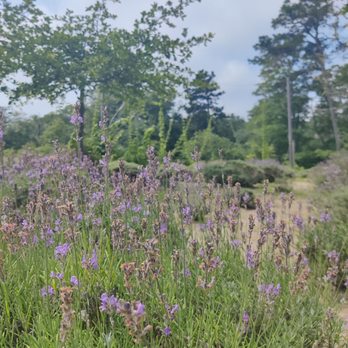 Cape Cod Lavender Farm - Cosmetics & Beauty Supply Near Me - Harwich, Massachusetts