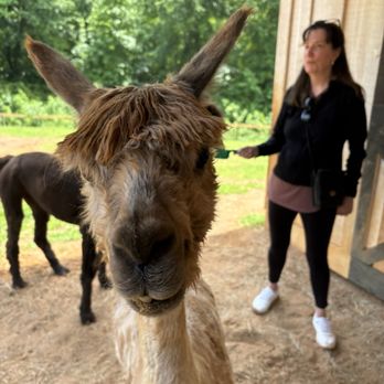 Tucker Ray Farm - Alpaca - Attraction Farms Near Me - Ball Ground, Georgia