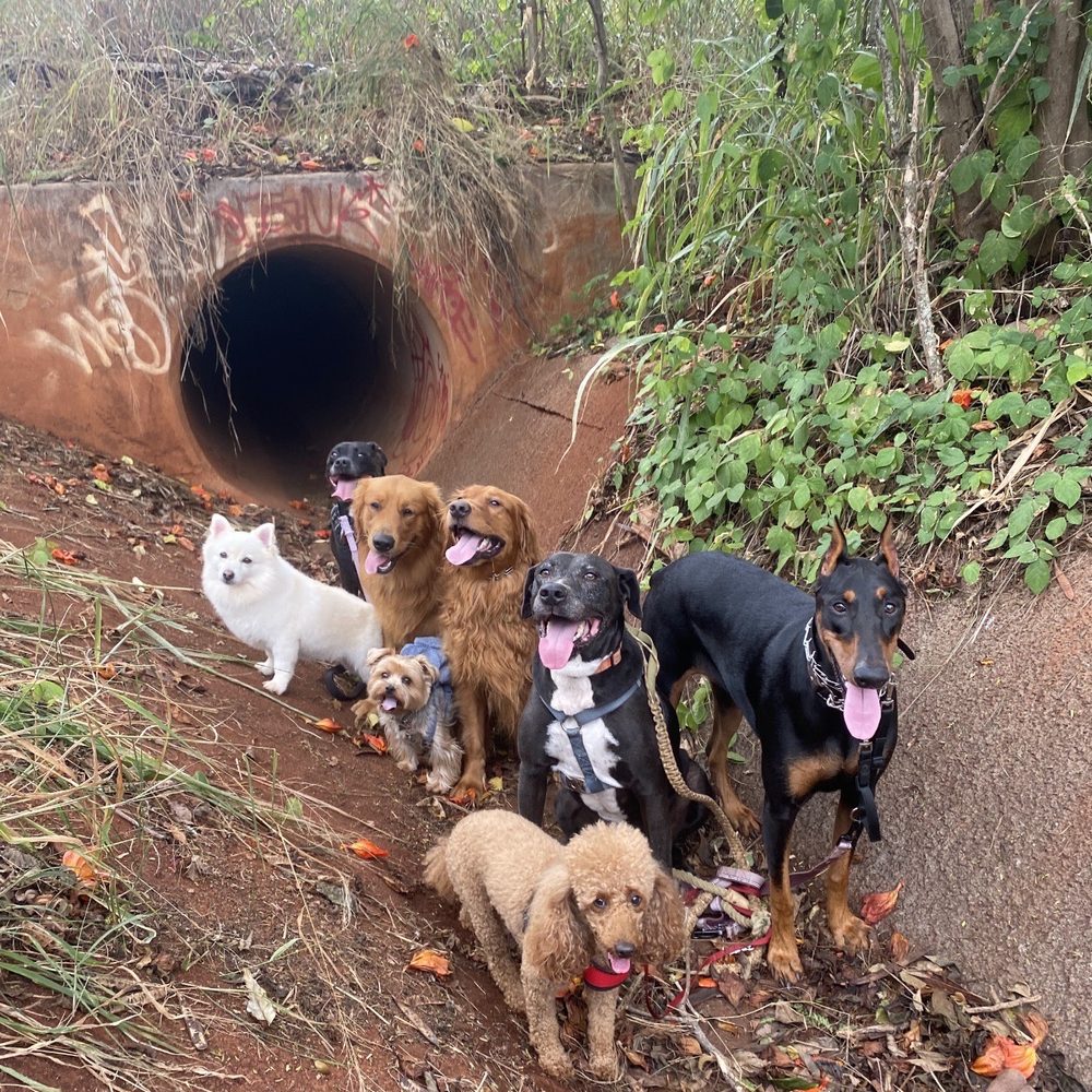 WolfPack Adventures HI - Dog Walkers Near Me WolfPack Adventures HI - Dog Walkers Near Me
