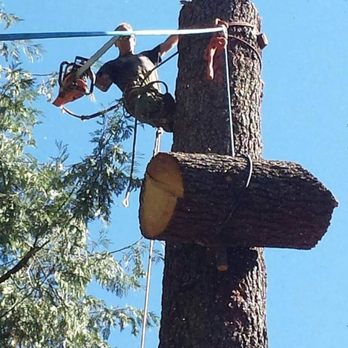 Walkers Tree Service - No crane access so negative rigged it dow!!! - Tree Services Near Me Walkers Tree Service - No crane access so negative rigged it dow!!! - Tree Services Near Me