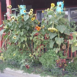 Block Island Depot - Nice sunflowers