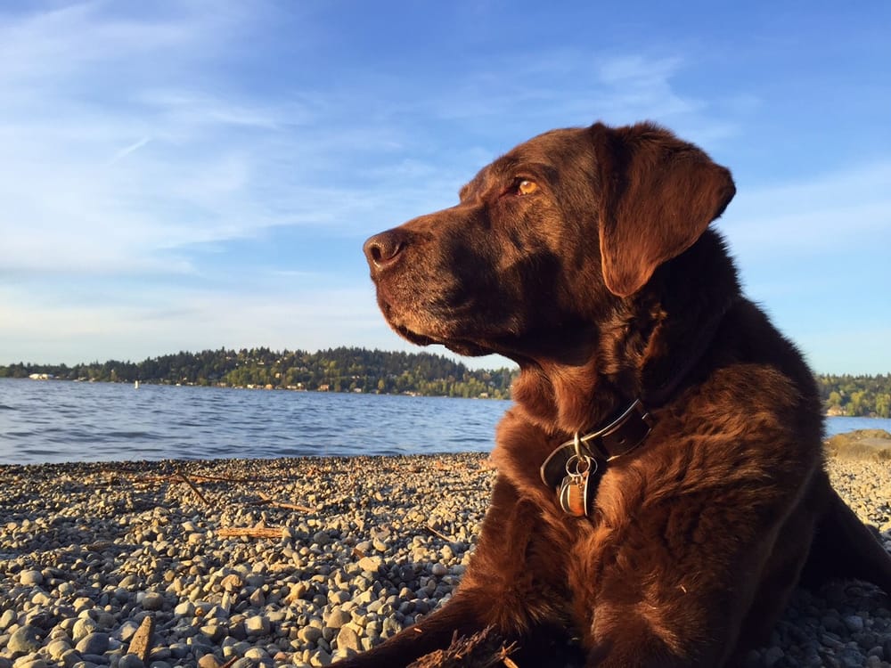 TRUPANION 131 Photos & 998 Reviews 6100 4th Ave S, Seattle, WA Yelp