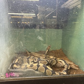 Jurassic Aquatic's & Pets - large snake with no space, hides, in their bowls, no uvb no basking area, should i continue.... - Local Fish Stores Near Me - Willoughby, Ohio Jurassic Aquatic's & Pets - large snake with no space, hides, in their bowls, no uvb no basking area, should i continue.... - Local Fish Stores Near Me - Willoughby, Ohio