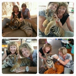 Incredible Journey Travel - Tiger Temple, Bangkok, Thailand