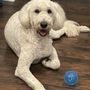 Photo of Azra's Pet Grooming