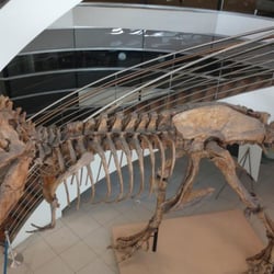 Museum of Paleontology